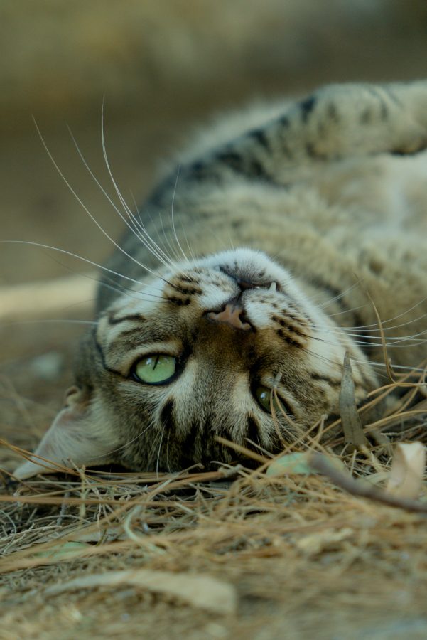 A tabby cat lying upside down on dry pine needles, one green eye on the camera, its long whiskers sharp against a soft brown background.